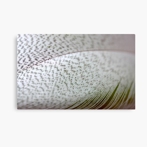 divine softness Canvas Print