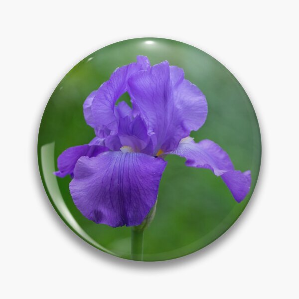 Artikelvorschau, Lila Bartirisblume in voller Blüte entworfen und verkauft von Stretch Clendennen.
