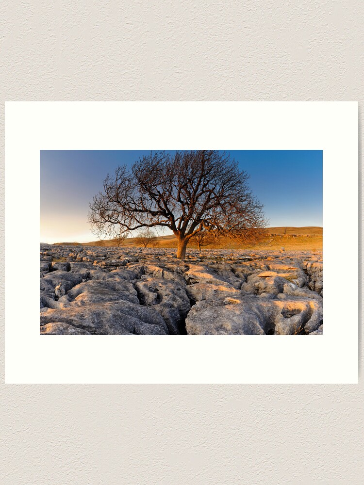 Thumbnail 1 of 3, Art Print, Tree in Stone designed and sold by sjbowen.