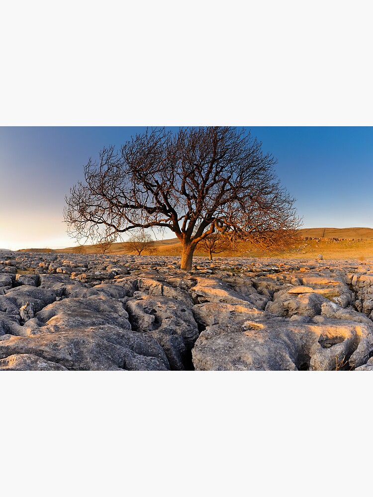 Thumbnail 3 of 3, Art Print, Tree in Stone designed and sold by sjbowen.