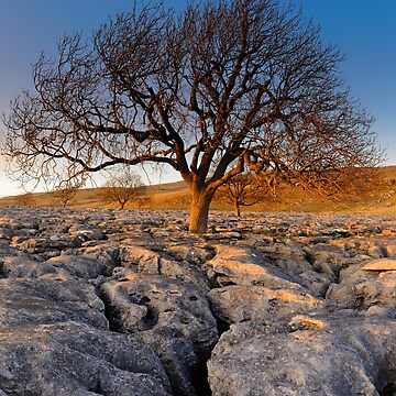 Artwork thumbnail, Tree in Stone by Simon Bowen