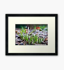 Premature Death Framed Print