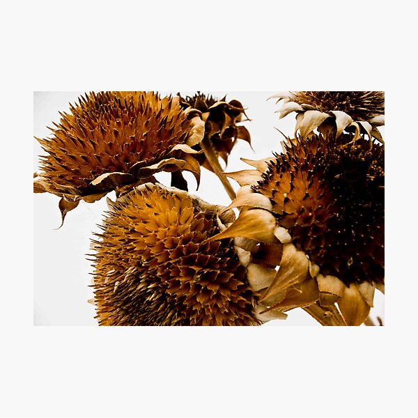 Item preview, Sunflowers in winter designed and sold by Harv Churchill.