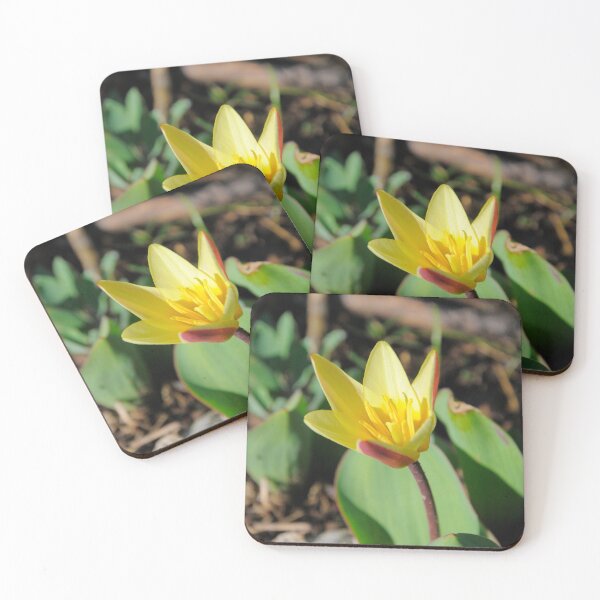 Item preview, Tian Shan rare endemic Kaufmann's tulip in Kazakhstan designed and sold by AlizadaStudios.