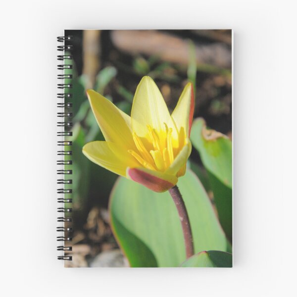 Item preview, Tian Shan rare endemic Kaufmann's tulip in Kazakhstan designed and sold by AlizadaStudios.