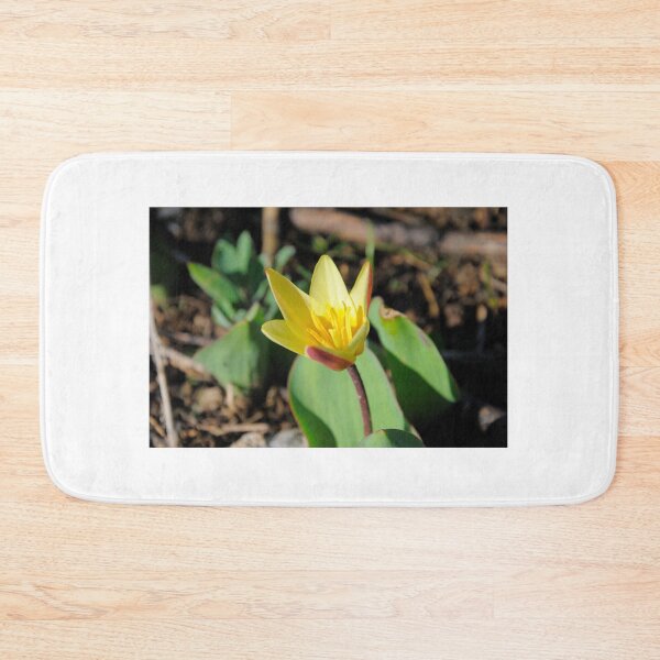 Item preview, Tian Shan rare endemic Kaufmann's tulip in Kazakhstan designed and sold by AlizadaStudios.