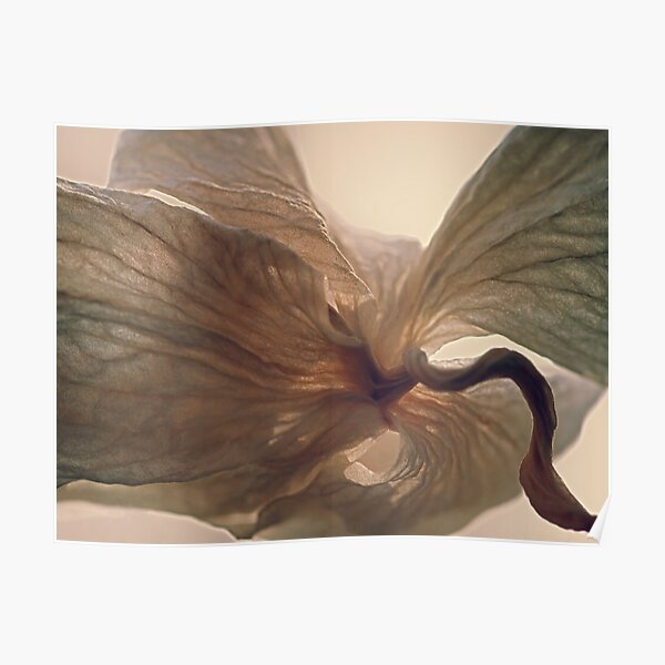 Expired Blossom Poster