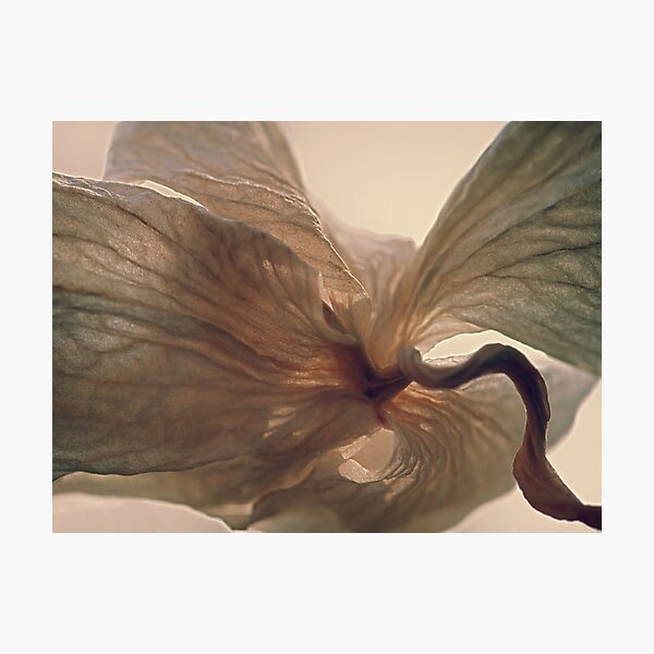 Expired Blossom Photographic Print