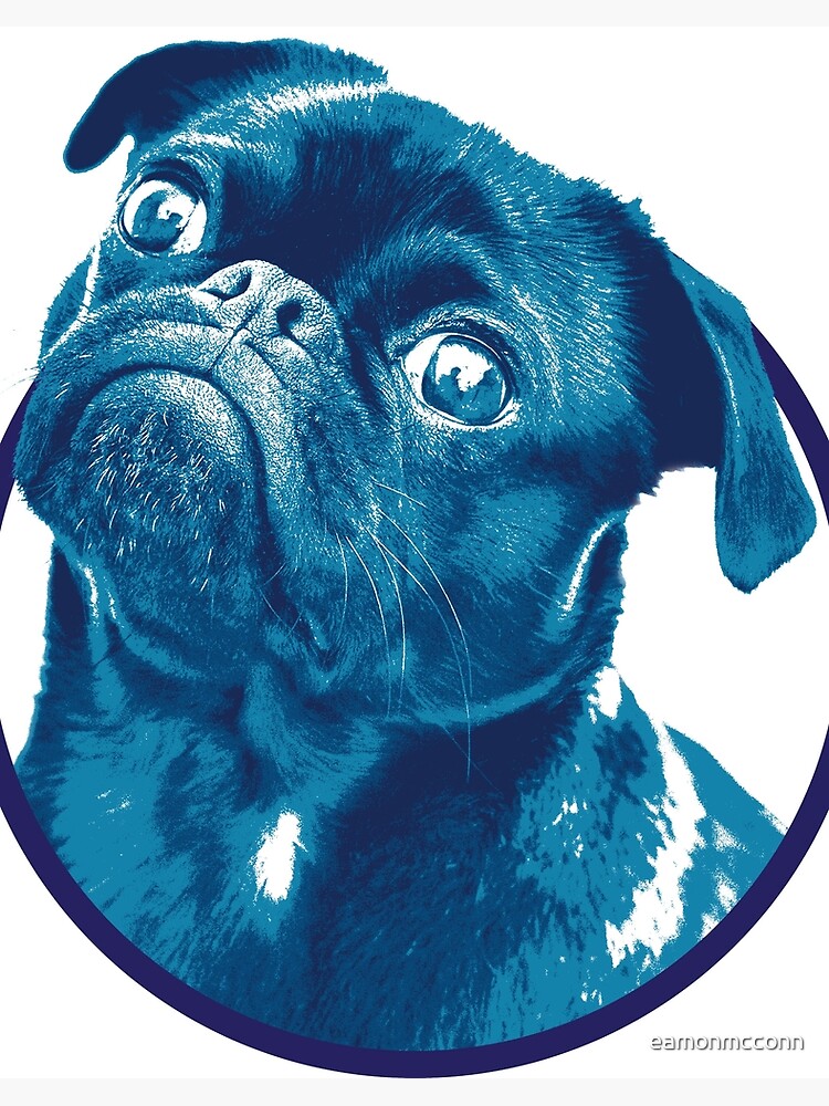 blue pug