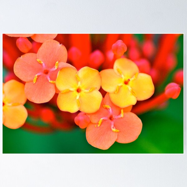 Item preview, The Garden 16 - Ixora designed and sold by Alison Hill.