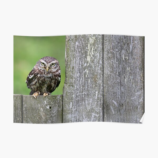Little Owl ! (landscape) Poster