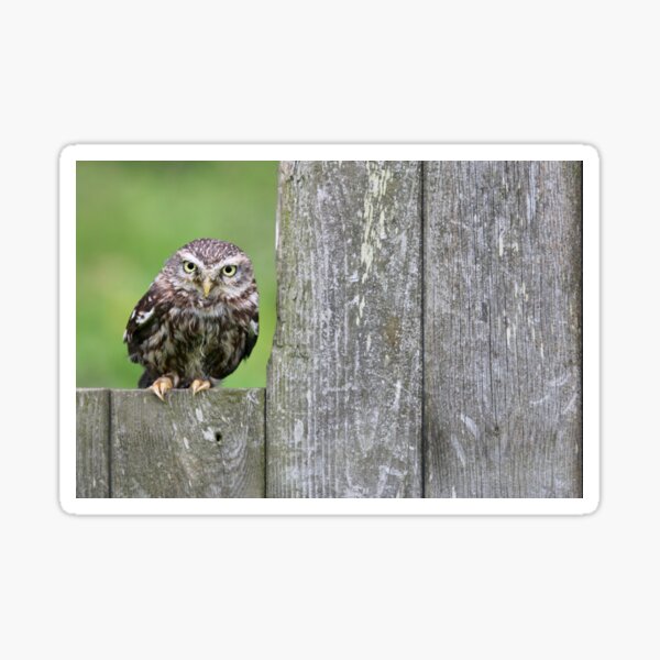 Little Owl ! (landscape) Sticker