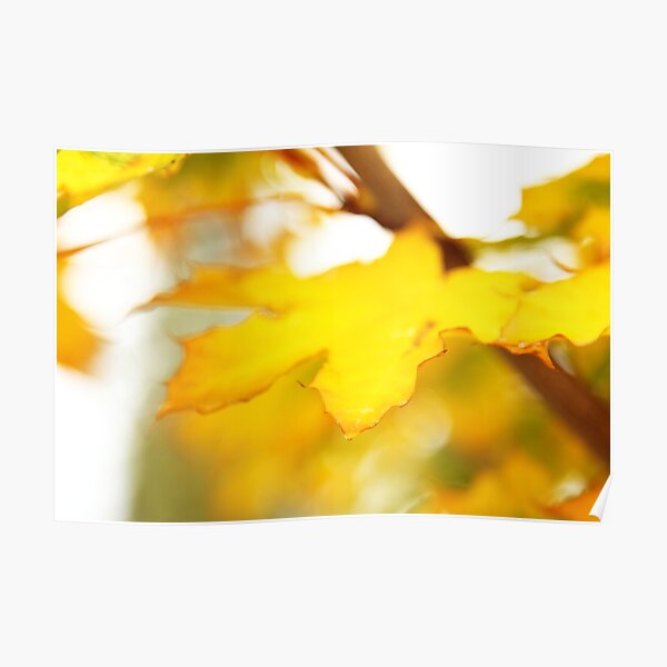 Yellow leaf Poster