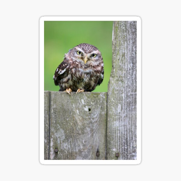Little Owl! (portrait) Sticker
