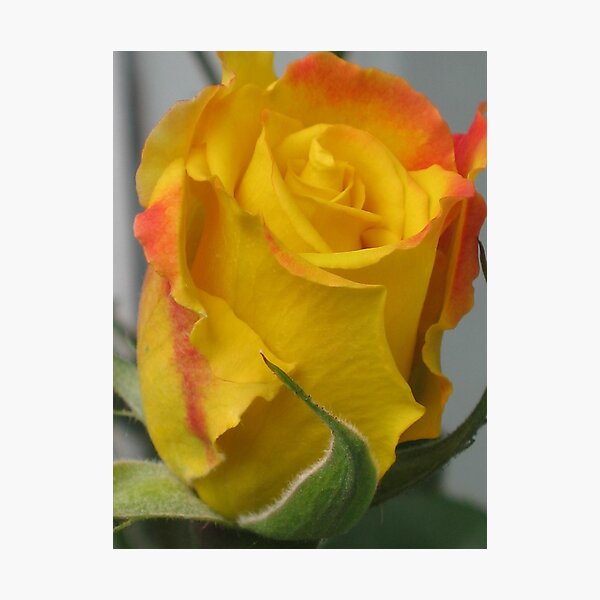 Item preview, Yellow with Red Highlights designed and sold by EvansKelly.