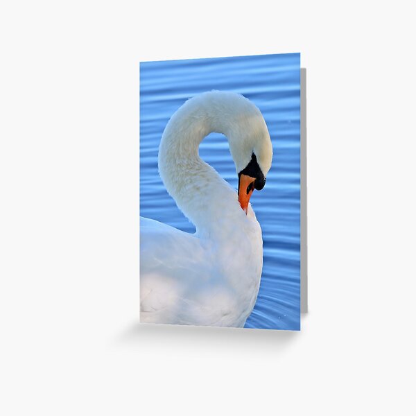 An elegant swan in a graceful curve! Greeting Card