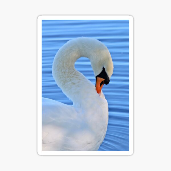 An elegant swan in a graceful curve! Sticker