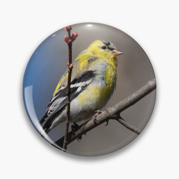 Item preview, American Goldfinch perched on branch designed and sold by DaveM7054.