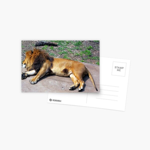 LION MOGO ZOO Postcard