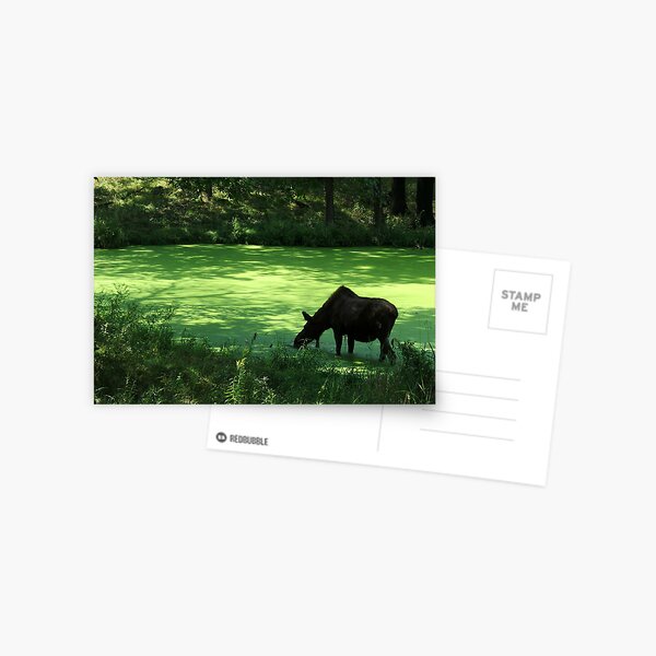 Moose Pond Postcard