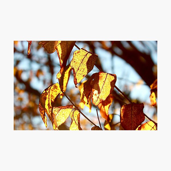 Photographic Print