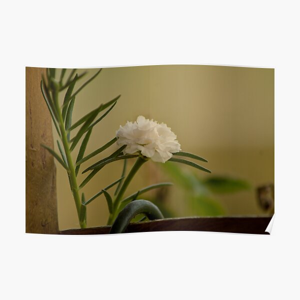 cli moss rose Poster