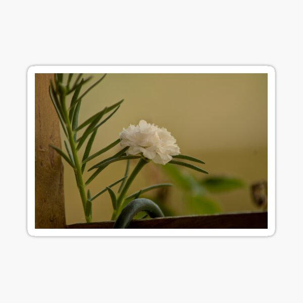 cli moss rose Sticker
