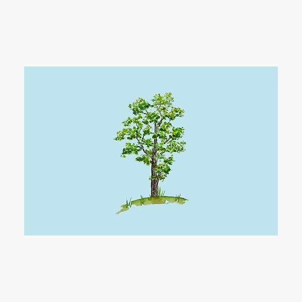 little tree Photographic Print