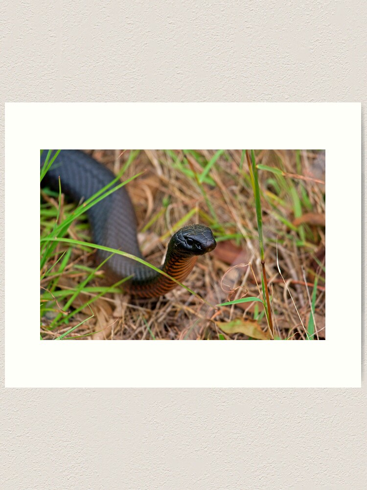 Alternate view of Red Belly Black Snake Art Print