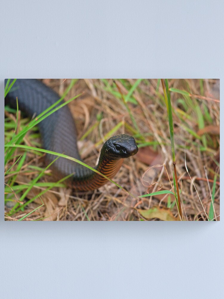 Thumbnail 2 of 3, Canvas Print, Red Belly Black Snake designed and sold by Richard Windeyer.