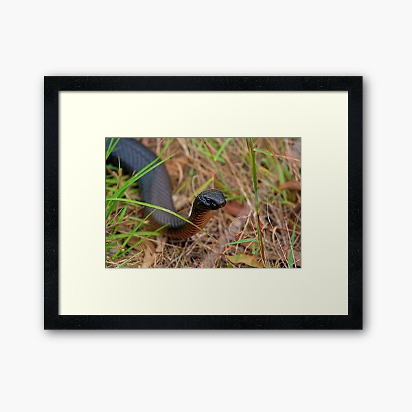 Red Belly Black Snake Framed Art Print