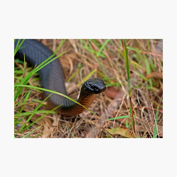 Red Belly Black Snake Photographic Print