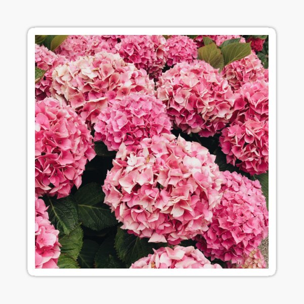 Item preview, Beautiful Pink Hydrangeas Blooming designed and sold by newburyboutique.