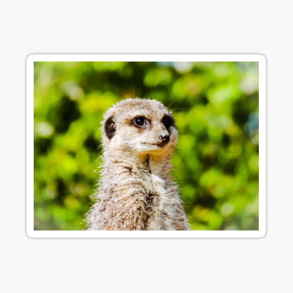 Woburn Safari Park Gifts Merchandise Redbubble