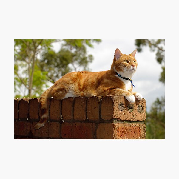 Angus: "I'm king of the castle..." Photographic Print