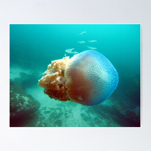 Item preview, Jelly Fish designed and sold by springs.