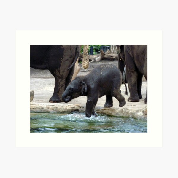  Baby Elephant Taronga Zoo Art Print