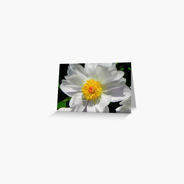 A touch of spring to come!!! © Greeting Card