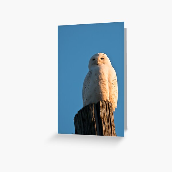 Resting Greeting Card