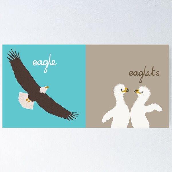 Eagle and eaglets Poster