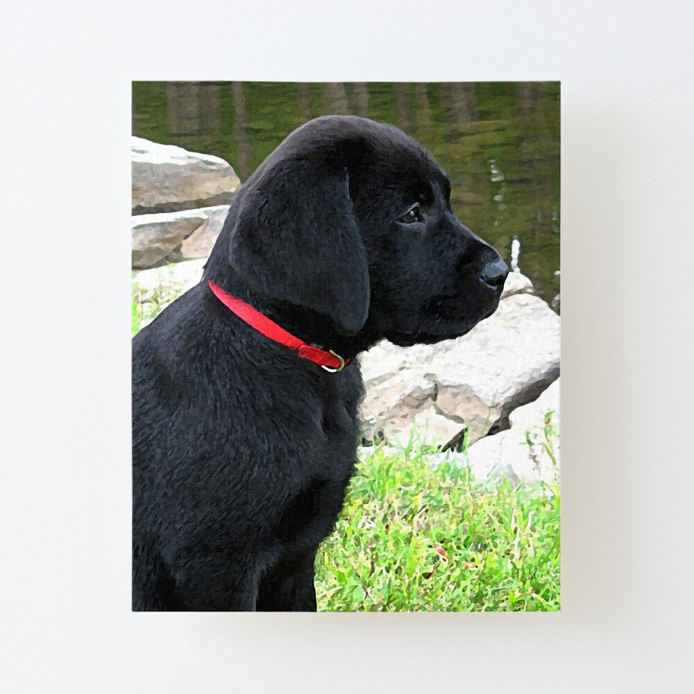 Black lab with red sales collar