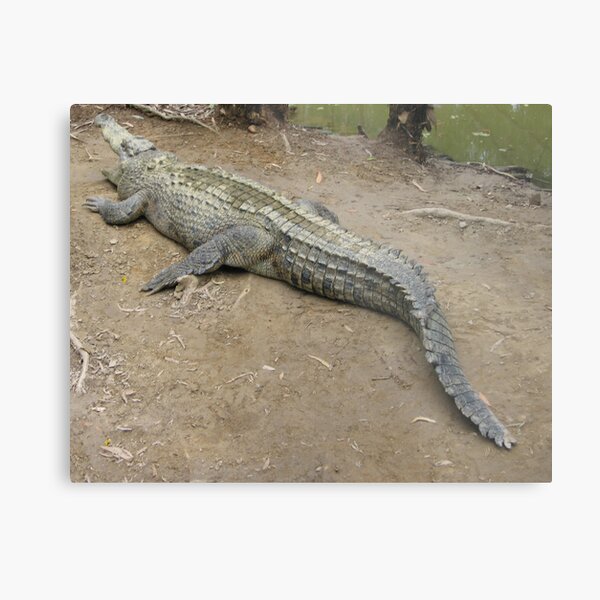 CROCODILE Metal Print