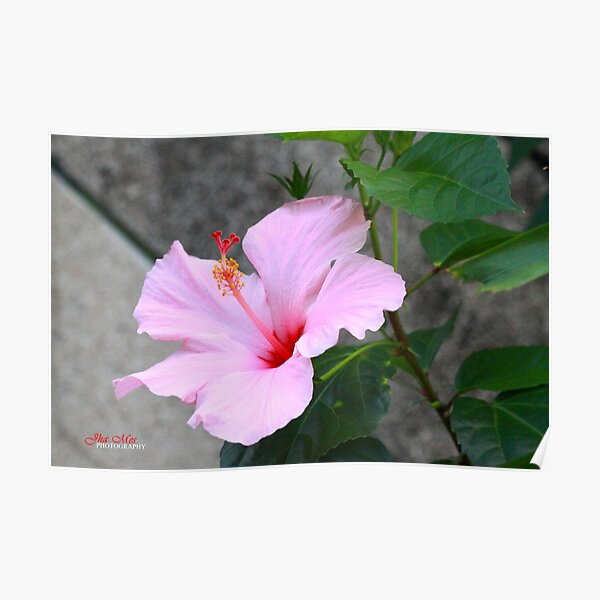 A specie of Hibiscus Rosa-senensis Linn. Poster