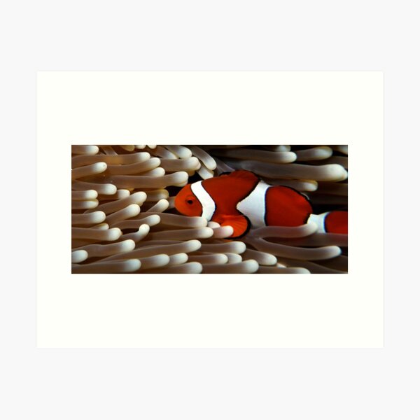 clown fish Art Print