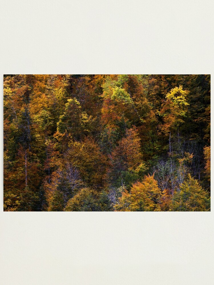 Alternate view of A colorful season Photographic Print