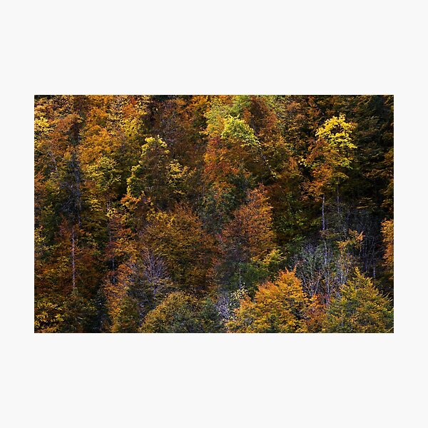 Photographic Print