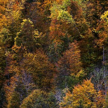 Artwork thumbnail, A colorful season by Patrick Morand
