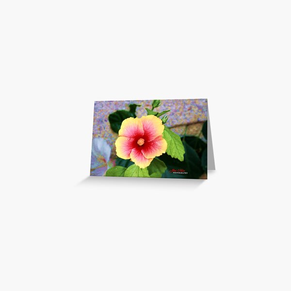 A specie of Hibiscus Rosa-senensis Linn. Greeting Card
