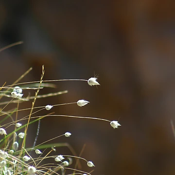 Artwork thumbnail, Grass by RobsVisions