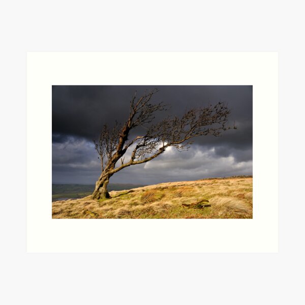 Tree, Nab End Art Print